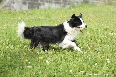Top 3 Grooming Essentials for Your Border Collie