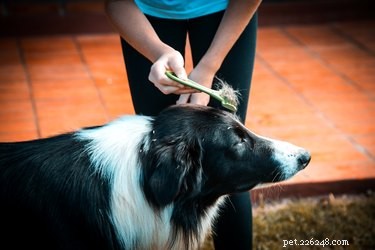 Top 3 Grooming Essentials for Your Border Collie
