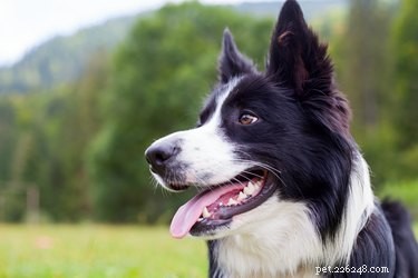 Top 3 Grooming Essentials for Your Border Collie