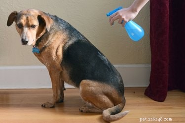 Apple Cider Vinegar for Pets: Safe Uses, Benefits, and Vet Guidance