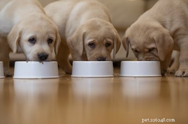 Create Premium Homemade Dry Dog Food: Easy, Safe, and Affordable Guide
