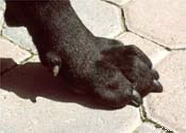 Professional Guide: How to Trim Your Dog s Nails Safely