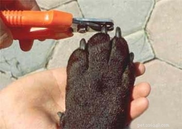 Professional Guide: How to Trim Your Dog s Nails Safely