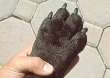 Professional Guide: How to Trim Your Dog s Nails Safely