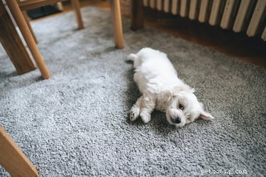 Protect Your Pet on New Year s Eve: Safety Tips for Dogs & Cats