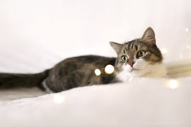 Protect Your Pet on New Year s Eve: Safety Tips for Dogs & Cats