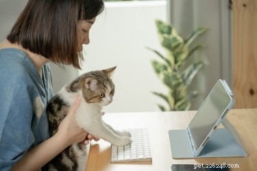 Virtual Vet Appointments: A Comprehensive Guide to Veterinary Telemedicine