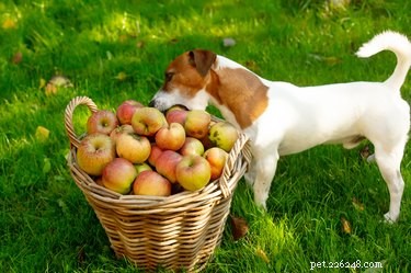 Is Apple Cider Safe for Dogs? What Pet Owners Need to Know