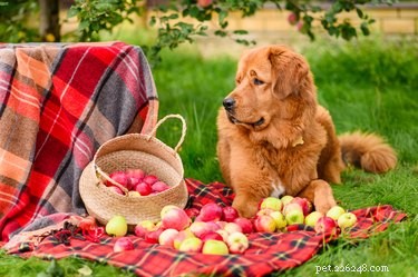 Is Apple Cider Safe for Dogs? What Pet Owners Need to Know