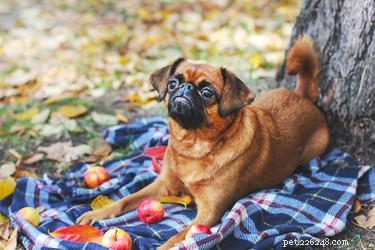 Is Apple Cider Safe for Dogs? What Pet Owners Need to Know