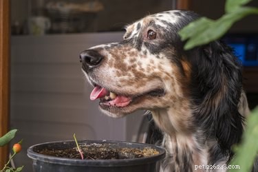 Is Gravy Safe for Dogs? Expert Guide to Thanksgiving Treats