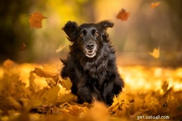 Is Gravy Safe for Dogs? Expert Guide to Thanksgiving Treats