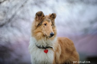 Canine Blood Donation: Why Every Dog Matters