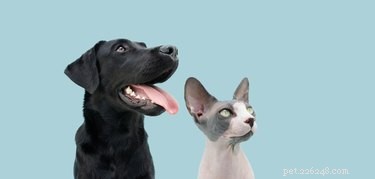 Why Is My Dog Eating Cat Litter? Signs, Causes, and Solutions