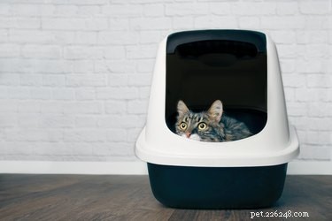 Why Is My Dog Eating Cat Litter? Signs, Causes, and Solutions