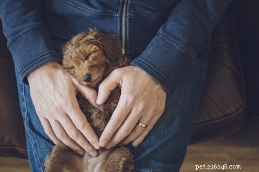 Pet CPR Explained: Why It’s Essential for Animal Emergencies