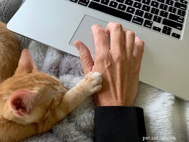 Pet CPR Explained: Why It’s Essential for Animal Emergencies