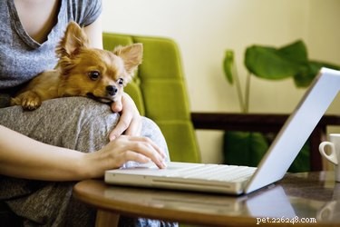 Pet CPR Explained: Why It’s Essential for Animal Emergencies