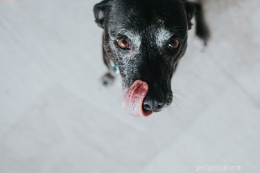 Key Elements of a Complete, Balanced Diet for Your Dog
