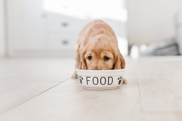 Key Elements of a Complete, Balanced Diet for Your Dog