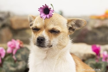 Pet-Friendly Air Fresheners: Ensuring Safety for Cats & Dogs