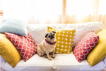 Pet-Friendly Air Fresheners: Ensuring Safety for Cats & Dogs