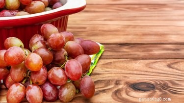 Are Grapes Safe for Dogs? A Comprehensive Guide