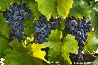 Are Grapes Safe for Dogs? A Comprehensive Guide