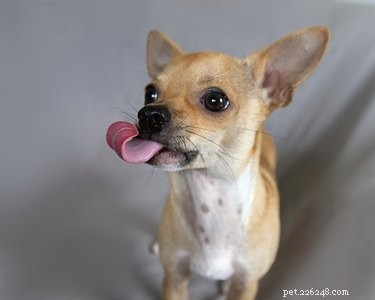 Are Mushrooms Safe for Dogs? Health Tips & Precautions