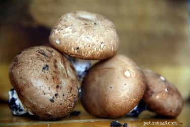 Are Mushrooms Safe for Dogs? Health Tips & Precautions