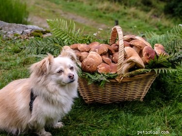 Are Mushrooms Safe for Dogs? Health Tips & Precautions
