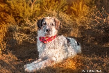 Protect Your Dog from Ticks: Expert Tips for Prevention & Safe Removal