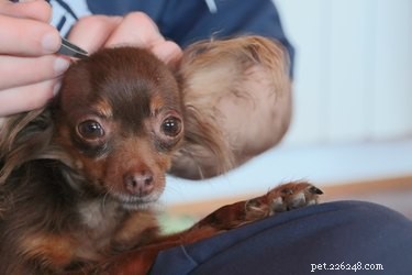Protect Your Dog from Ticks: Expert Tips for Prevention & Safe Removal