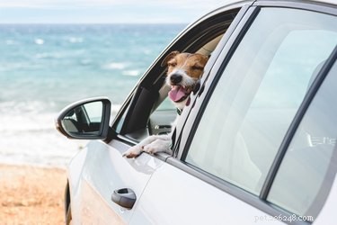 Why Leaving a Dog in a Parked Car Is Dangerous—What You Need to Know