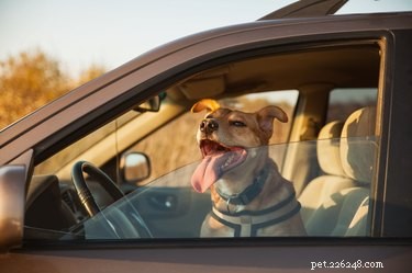 Why Leaving a Dog in a Parked Car Is Dangerous—What You Need to Know