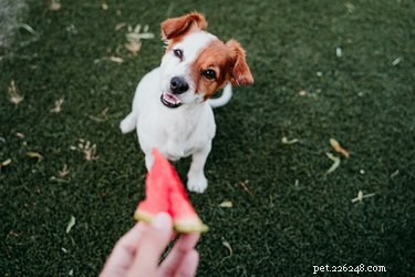 Can Dogs Eat Popsicles? Expert Guide on Safe Treats
