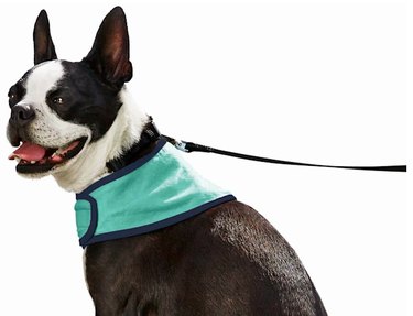 Top 6 Cooling Solutions to Keep Your Dog Safe and Comfortable in Hot Weather