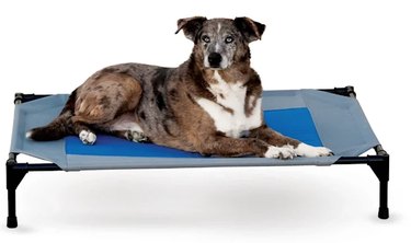 Top 6 Cooling Solutions to Keep Your Dog Safe and Comfortable in Hot Weather