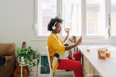 Veterinary-Approved Guide to Introducing Your Dog to New Food