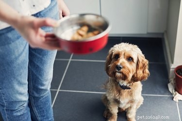 Veterinary-Approved Guide to Introducing Your Dog to New Food
