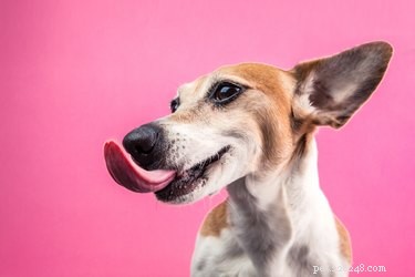 Coconut Oil for Dogs: Safe Uses, Dosage, and Precautions