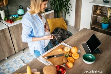 Are Oranges Safe for Dogs? Expert Insights & Feeding Guidelines