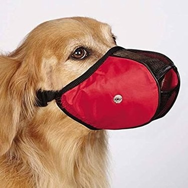 How to Choose the Best Dog Nail Clippers – A Groomer’s Expert Guide
