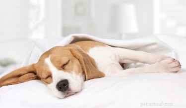 Melatonin for Dogs: Safety, Benefits, and Guidelines
