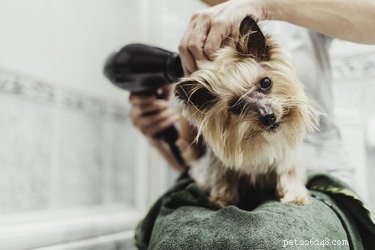 Top Groomer‑Recommended Tools for Home Care Between Visits