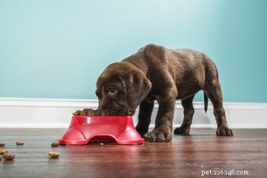 The Complete Guide to Proper Puppy Nutrition & Feeding