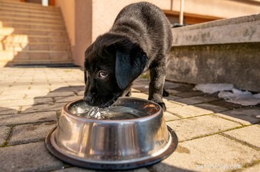 The Complete Guide to Proper Puppy Nutrition & Feeding