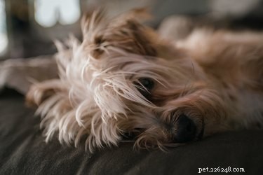 Is Licorice Safe for Dogs? A Comprehensive Guide