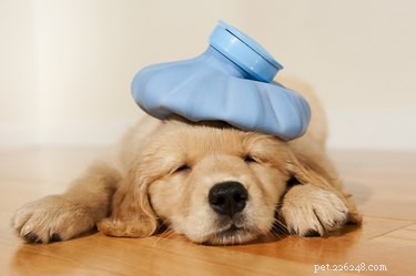 Create a Comprehensive First‑Aid Kit for Your Dog: Step‑by‑Step Guide