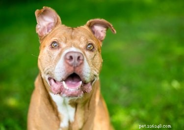 The Complete Checklist for Buying Supplies for Your New Senior Dog